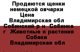 Продаются щенки немецкой овчарки › Цена ­ 10 000 - Владимирская обл., Собинский р-н, Собинка г. Животные и растения » Собаки   . Владимирская обл.